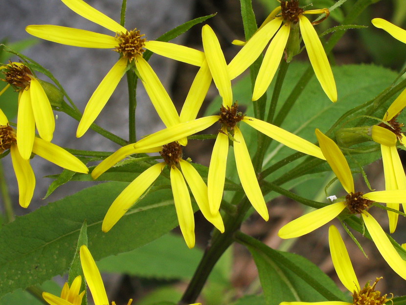 Senecio ovatus (G. Gaertn. & Al.) Willd.